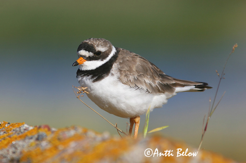 Avainsanat: Corriol gros Stor præstekrave Bontbekplevier Common Ringed Plover Liivatüll Grand Gravelot Sandregenpfeifer Parti lile Sandlóa Sandlo Borrelho-semipalmado Charadrius hiaticula Chorlitejo Grande Större strandpipare