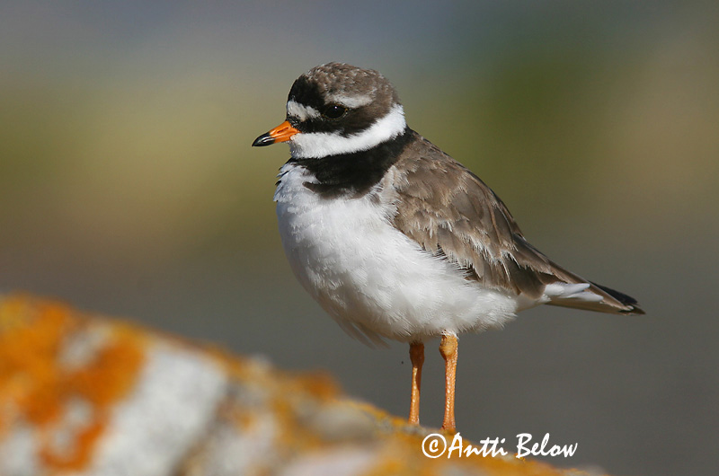 Avainsanat: Corriol gros Stor præstekrave Bontbekplevier Common Ringed Plover Liivatüll Grand Gravelot Sandregenpfeifer Parti lile Sandlóa Sandlo Borrelho-semipalmado Charadrius hiaticula Chorlitejo Grande Större strandpipare