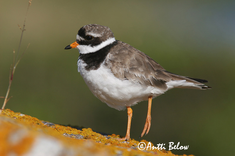 Avainsanat: Corriol gros Stor præstekrave Bontbekplevier Common Ringed Plover Liivatüll Grand Gravelot Sandregenpfeifer Parti lile Sandlóa Sandlo Borrelho-semipalmado Charadrius hiaticula Chorlitejo Grande Större strandpipare