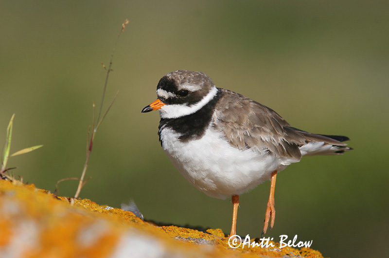 Avainsanat: Corriol gros Stor præstekrave Bontbekplevier Common Ringed Plover Liivatüll Grand Gravelot Sandregenpfeifer Parti lile Sandlóa Sandlo Borrelho-semipalmado Charadrius hiaticula Chorlitejo Grande Större strandpipare