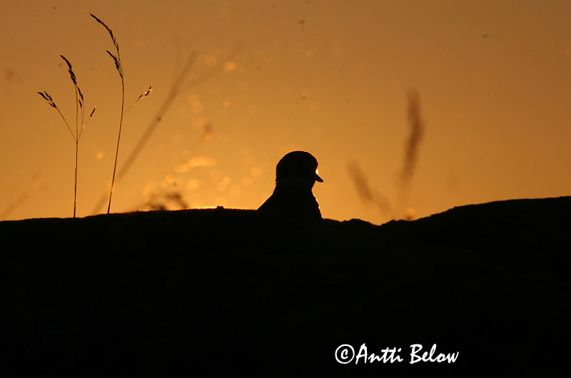 Avainsanat: Corriol gros Stor præstekrave Bontbekplevier Common Ringed Plover Liivatüll Grand Gravelot Sandregenpfeifer Parti lile Sandlóa Sandlo Borrelho-semipalmado Charadrius hiaticula Chorlitejo Grande Större strandpipare