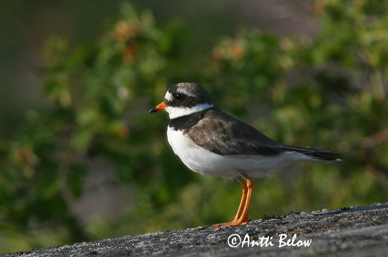 Avainsanat: Corriol gros Stor præstekrave Bontbekplevier Common Ringed Plover Liivatüll Grand Gravelot Sandregenpfeifer Parti lile Sandlóa Sandlo Borrelho-semipalmado Charadrius hiaticula Chorlitejo Grande Större strandpipare