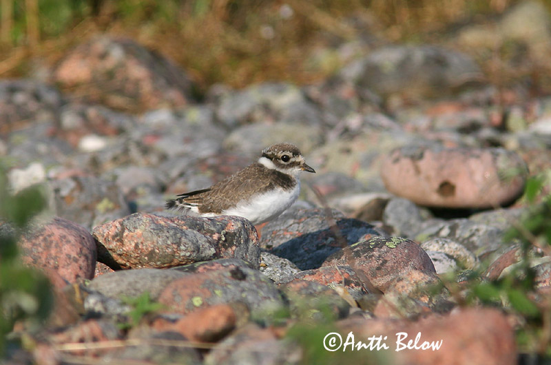 Avainsanat: Corriol gros Stor præstekrave Bontbekplevier Common Ringed Plover Liivatüll Grand Gravelot Sandregenpfeifer Parti lile Sandlóa Sandlo Borrelho-semipalmado Charadrius hiaticula Chorlitejo Grande Större strandpipare