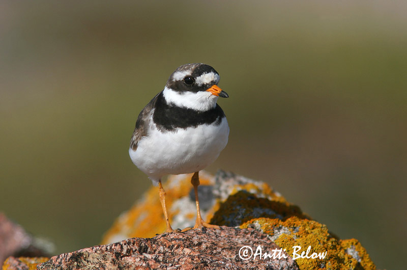 Avainsanat: Corriol gros Stor præstekrave Bontbekplevier Common Ringed Plover Liivatüll Grand Gravelot Sandregenpfeifer Parti lile Sandlóa Sandlo Borrelho-semipalmado Charadrius hiaticula Chorlitejo Grande Större strandpipare