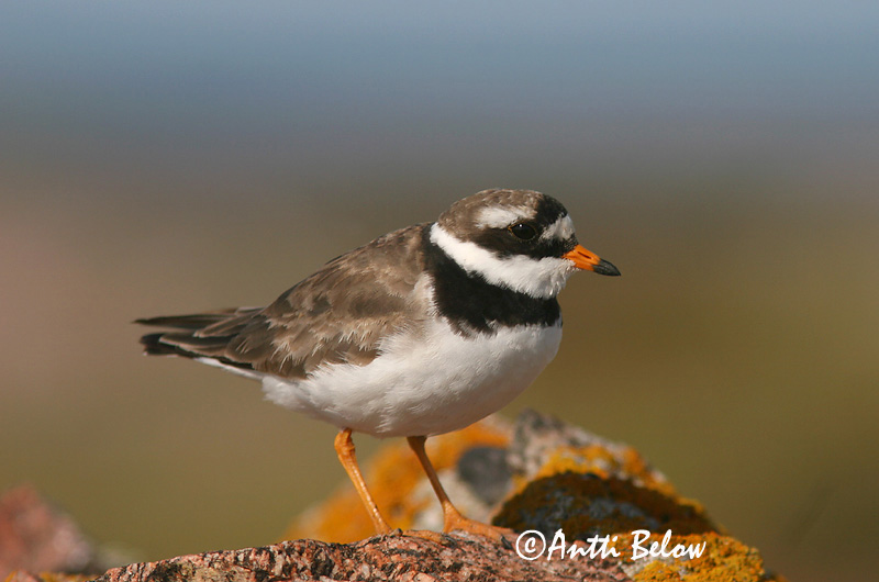 Avainsanat: Corriol gros Stor præstekrave Bontbekplevier Common Ringed Plover Liivatüll Grand Gravelot Sandregenpfeifer Parti lile Sandlóa Sandlo Borrelho-semipalmado Charadrius hiaticula Chorlitejo Grande Större strandpipare