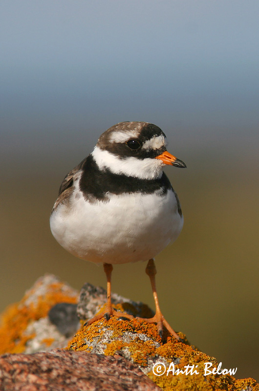 Avainsanat: Corriol gros Stor præstekrave Bontbekplevier Common Ringed Plover Liivatüll Grand Gravelot Sandregenpfeifer Parti lile Sandlóa Sandlo Borrelho-semipalmado Charadrius hiaticula Chorlitejo Grande Större strandpipare