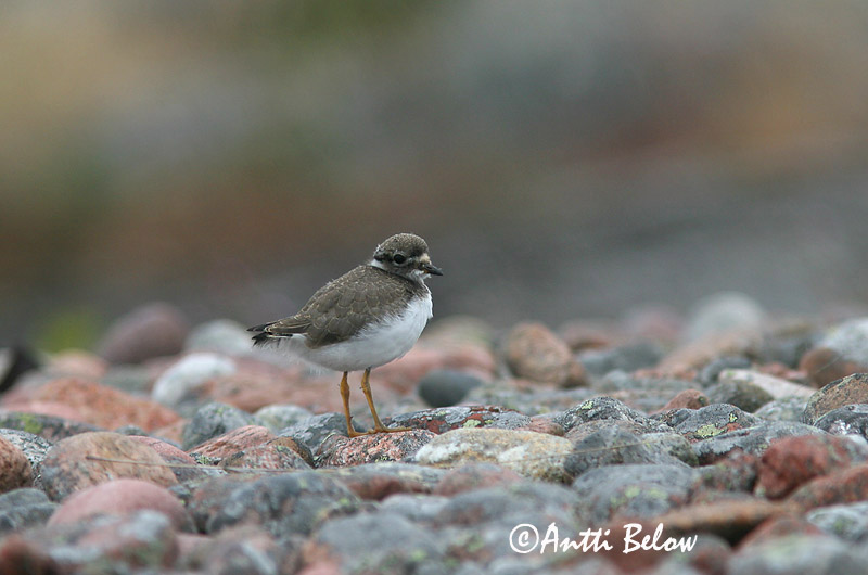Avainsanat: Corriol gros Stor præstekrave Bontbekplevier Common Ringed Plover Liivatüll Grand Gravelot Sandregenpfeifer Parti lile Sandlóa Sandlo Borrelho-semipalmado Charadrius hiaticula Chorlitejo Grande Större strandpipare