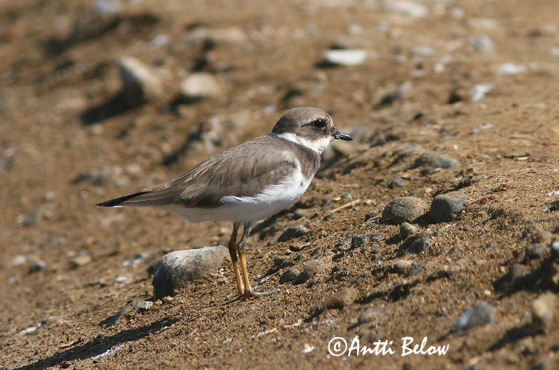 Avainsanat: Corriol gros Stor præstekrave Bontbekplevier Common Ringed Plover Liivatüll Grand Gravelot Sandregenpfeifer Parti lile Sandlóa Sandlo Borrelho-semipalmado Charadrius hiaticula Chorlitejo Grande Större strandpipare