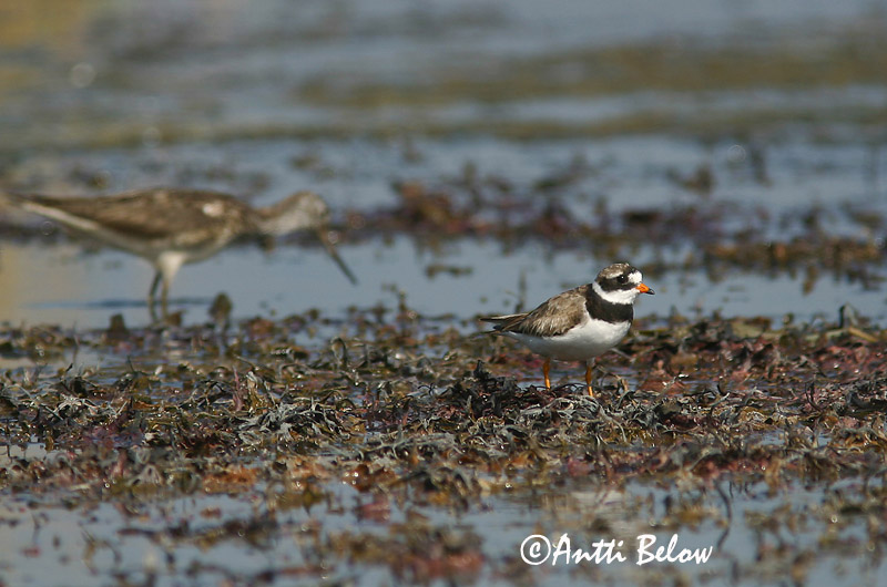 Avainsanat: Corriol gros Stor præstekrave Bontbekplevier Common Ringed Plover Liivatüll Grand Gravelot Sandregenpfeifer Parti lile Sandlóa Sandlo Borrelho-semipalmado Charadrius hiaticula Chorlitejo Grande Större strandpipare