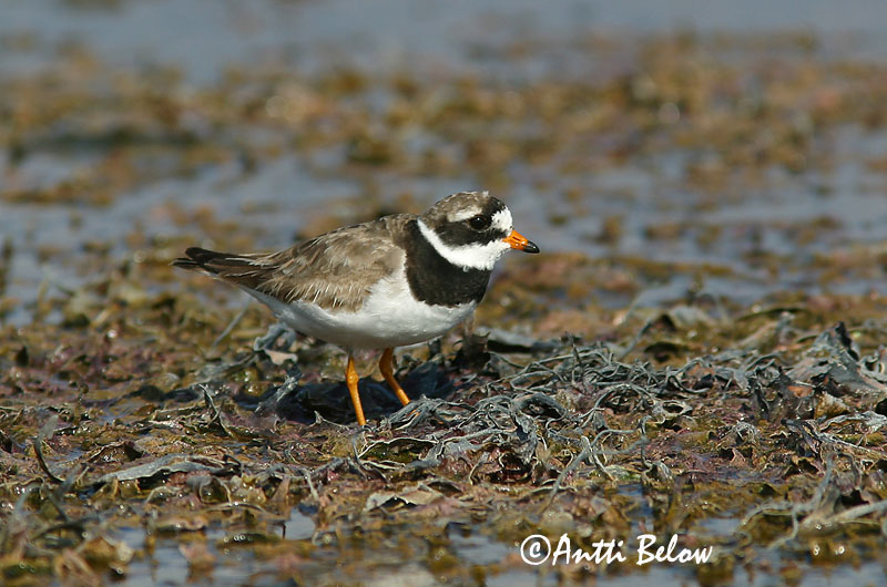 Avainsanat: Corriol gros Stor præstekrave Bontbekplevier Common Ringed Plover Liivatüll Grand Gravelot Sandregenpfeifer Parti lile Sandlóa Sandlo Borrelho-semipalmado Charadrius hiaticula Chorlitejo Grande Större strandpipare