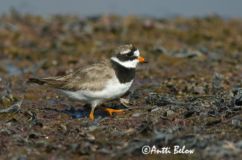 Avainsanat: Corriol gros Stor præstekrave Bontbekplevier Common Ringed Plover Liivatüll Grand Gravelot Sandregenpfeifer Parti lile Sandlóa Sandlo Borrelho-semipalmado Charadrius hiaticula Chorlitejo Grande Större strandpipare