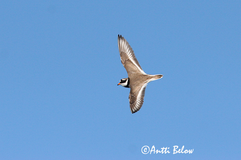 Avainsanat: Corriol gros Stor præstekrave Bontbekplevier Common Ringed Plover Liivatüll Grand Gravelot Sandregenpfeifer Parti lile Sandlóa Sandlo Borrelho-semipalmado Charadrius hiaticula Chorlitejo Grande Större strandpipare