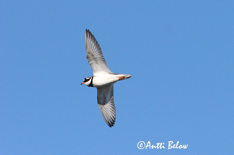 Avainsanat: Corriol gros Stor præstekrave Bontbekplevier Common Ringed Plover Liivatüll Grand Gravelot Sandregenpfeifer Parti lile Sandlóa Sandlo Borrelho-semipalmado Charadrius hiaticula Chorlitejo Grande Större strandpipare