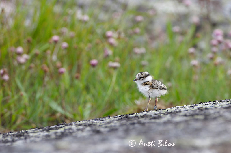 Avainsanat: Corriol gros Stor præstekrave Bontbekplevier Common Ringed Plover Liivatüll Grand Gravelot Sandregenpfeifer Parti lile Sandlóa Sandlo Borrelho-semipalmado Charadrius hiaticula Chorlitejo Grande Större strandpipare