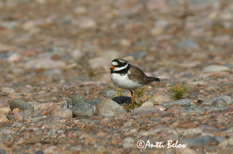 Avainsanat: Corriol gros Stor præstekrave Bontbekplevier Common Ringed Plover Liivatüll Grand Gravelot Sandregenpfeifer Parti lile Sandlóa Sandlo Borrelho-semipalmado Charadrius hiaticula Chorlitejo Grande Större strandpipare