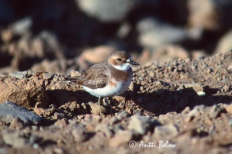 Avainsanat: Corriol de Leschenault Ørkenpræstekrave Woestijnplevier Greater Sand Plover Aavikkotylli Gravelot de Leschenault Wüstenregenpfeifer Sivatagi lile Auðnalóa Ørkenlo Borrelho-mongol-grande Charadrius leschenaultii Chorlitejo Mongol Grande Ökenpipare