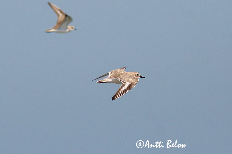 Avainsanat: Corriol de Leschenault Ørkenpræstekrave Woestijnplevier Greater Sand Plover Aavikkotylli Gravelot de Leschenault Wüstenregenpfeifer Sivatagi lile Auðnalóa Ørkenlo Borrelho-mongol-grande Charadrius leschenaultii Chorlitejo Mongol Grande Ökenpipare