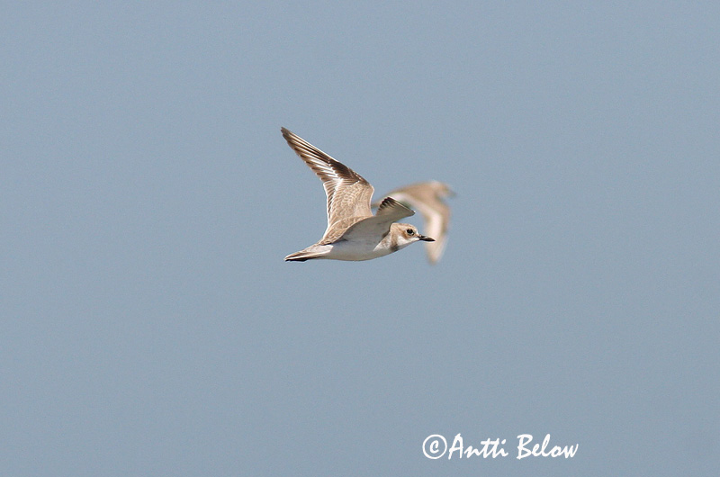 Avainsanat: Corriol de Leschenault Ørkenpræstekrave Woestijnplevier Greater Sand Plover Aavikkotylli Gravelot de Leschenault Wüstenregenpfeifer Sivatagi lile Auðnalóa Ørkenlo Borrelho-mongol-grande Charadrius leschenaultii Chorlitejo Mongol Grande Ökenpipare