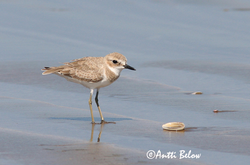 Avainsanat: Corriol de Leschenault Ørkenpræstekrave Woestijnplevier Greater Sand Plover Aavikkotylli Gravelot de Leschenault Wüstenregenpfeifer Sivatagi lile Auðnalóa Ørkenlo Borrelho-mongol-grande Charadrius leschenaultii Chorlitejo Mongol Grande Ökenpipare