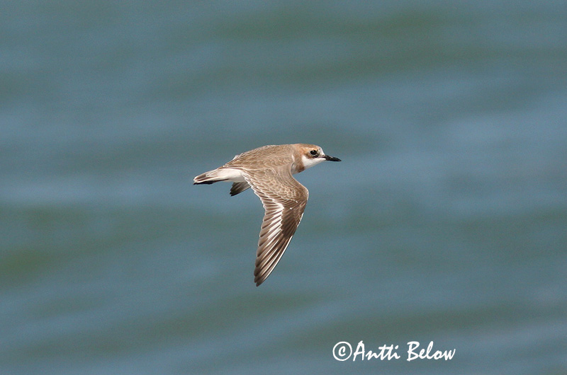 Avainsanat: Corriol de Leschenault Ørkenpræstekrave Woestijnplevier Greater Sand Plover Aavikkotylli Gravelot de Leschenault Wüstenregenpfeifer Sivatagi lile Auðnalóa Ørkenlo Borrelho-mongol-grande Charadrius leschenaultii Chorlitejo Mongol Grande Ökenpipare