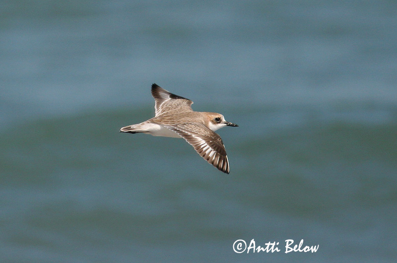 Avainsanat: Corriol de Leschenault Ørkenpræstekrave Woestijnplevier Greater Sand Plover Aavikkotylli Gravelot de Leschenault Wüstenregenpfeifer Sivatagi lile Auðnalóa Ørkenlo Borrelho-mongol-grande Charadrius leschenaultii Chorlitejo Mongol Grande Ökenpipare