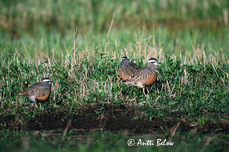 Avainsanat: Pomeransfugl Morinelplevier Eurasian Dotterel Roosterindtüll Keräkurmitsa Pluvier guignard Mornellregenpfeifer Havasi lile Fjalllóa Boltit Tarambola-carambola Charadrius morinellus Chorlito Carambolo Fjällpipare
