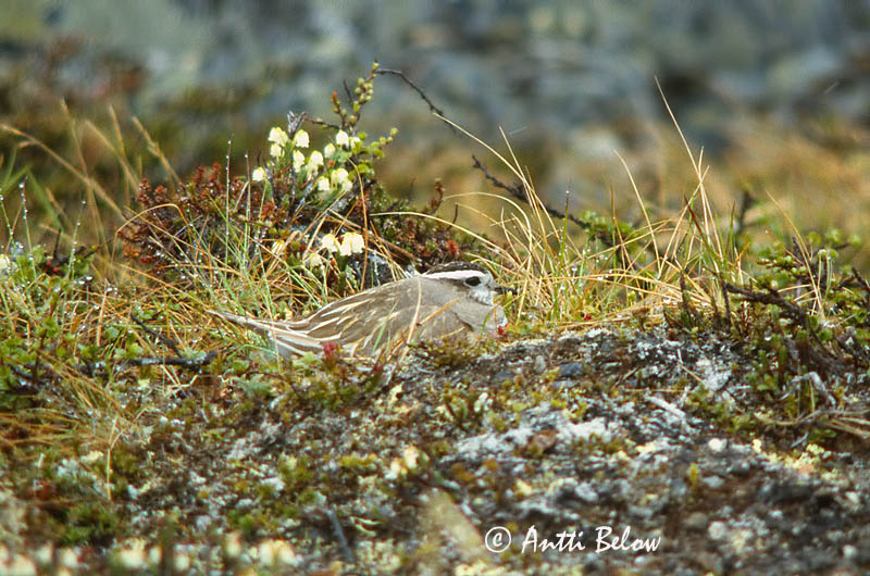 Avainsanat: Pomeransfugl Morinelplevier Eurasian Dotterel Roosterindtüll Keräkurmitsa Pluvier guignard Mornellregenpfeifer Havasi lile Fjalllóa Boltit Tarambola-carambola Charadrius morinellus Chorlito Carambolo Fjällpipare
