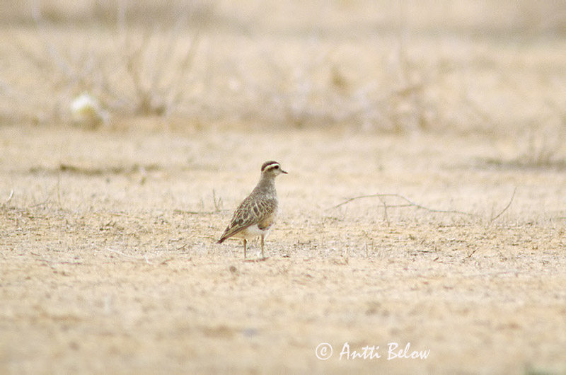 Avainsanat: Pomeransfugl Morinelplevier Eurasian Dotterel Roosterindtüll Keräkurmitsa Pluvier guignard Mornellregenpfeifer Havasi lile Fjalllóa Boltit Tarambola-carambola Charadrius morinellus Chorlito Carambolo Fjällpipare