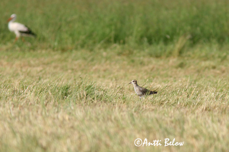 Avainsanat: Fredeluga gregària Steppekievit Sociable Lapwing Arohyyppä Vanneau sociable Pavoncella gregaria Steppevipe Vanellus gregarius Stäppvipa