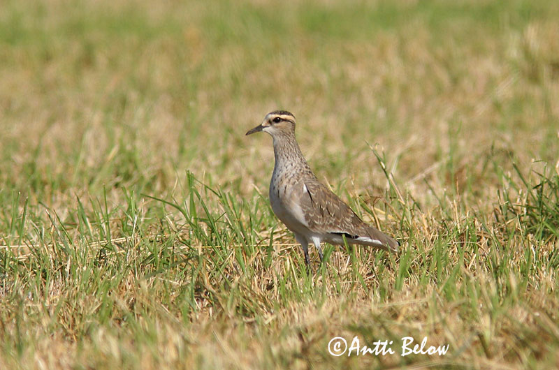 Avainsanat: Fredeluga gregària Steppekievit Sociable Lapwing Arohyyppä Vanneau sociable Pavoncella gregaria Steppevipe Vanellus gregarius Stäppvipa
