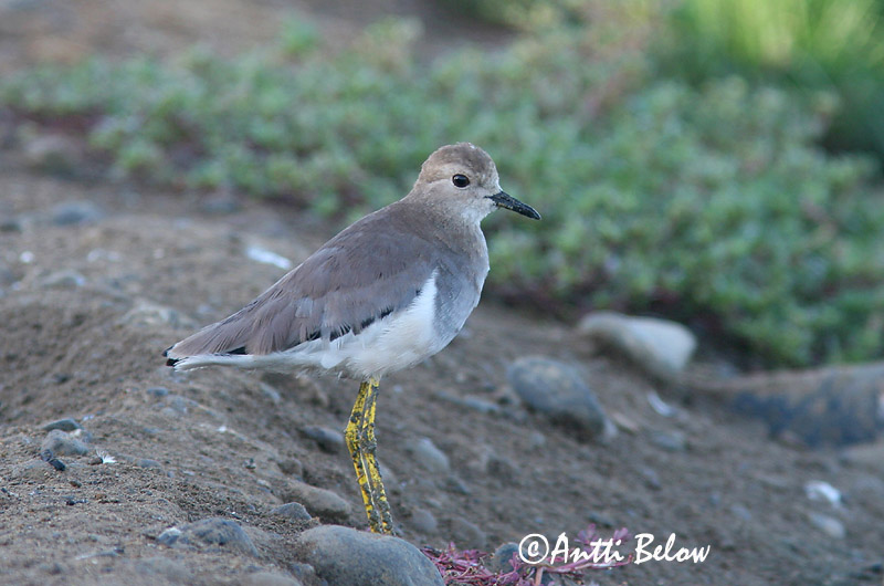 Avainsanat: Fredeluga cuablanca Sumpvibe Witstaartkievit White-tailed Lapwing Suohyyppä Vanneau à queue blanche Fehérfarkú lilebíbic Pavoncella codabianca Sumpvipe Abibe-de-cauda-branca Vanellus leucurus Sumpvipa