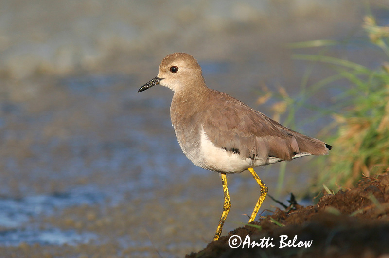 Avainsanat: Fredeluga cuablanca Sumpvibe Witstaartkievit White-tailed Lapwing Suohyyppä Vanneau à queue blanche Fehérfarkú lilebíbic Pavoncella codabianca Sumpvipe Abibe-de-cauda-branca Vanellus leucurus Sumpvipa