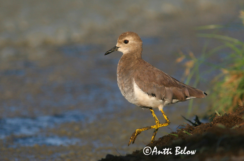 Avainsanat: Fredeluga cuablanca Sumpvibe Witstaartkievit White-tailed Lapwing Suohyyppä Vanneau à queue blanche Fehérfarkú lilebíbic Pavoncella codabianca Sumpvipe Abibe-de-cauda-branca Vanellus leucurus Sumpvipa