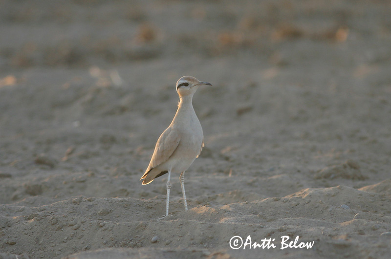 Avainsanat: Corredor Ørkenløber Renvogel Cream-coloured Courser Aavikkojuoksija Courvite isabelle Rennvogel Futómadár Sandlápa Ørkenløper Corredor Cursorius cursor Corredor Sahariano Ökenlöpare