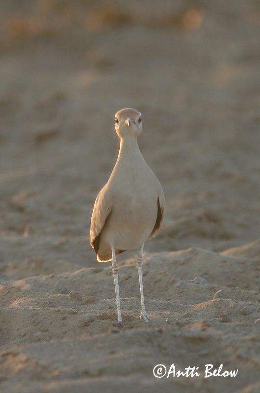 Avainsanat: Corredor Ørkenløber Renvogel Cream-coloured Courser Aavikkojuoksija Courvite isabelle Rennvogel Futómadár Sandlápa Ørkenløper Corredor Cursorius cursor Corredor Sahariano Ökenlöpare