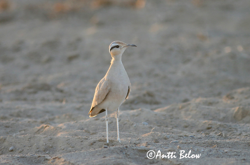 Avainsanat: Corredor Ørkenløber Renvogel Cream-coloured Courser Aavikkojuoksija Courvite isabelle Rennvogel Futómadár Sandlápa Ørkenløper Corredor Cursorius cursor Corredor Sahariano Ökenlöpare