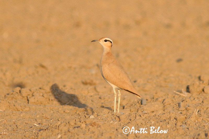 Avainsanat: Corredor Ørkenløber Renvogel Cream-coloured Courser Aavikkojuoksija Courvite isabelle Rennvogel Futómadár Sandlápa Ørkenløper Corredor Cursorius cursor Corredor Sahariano Ökenlöpare