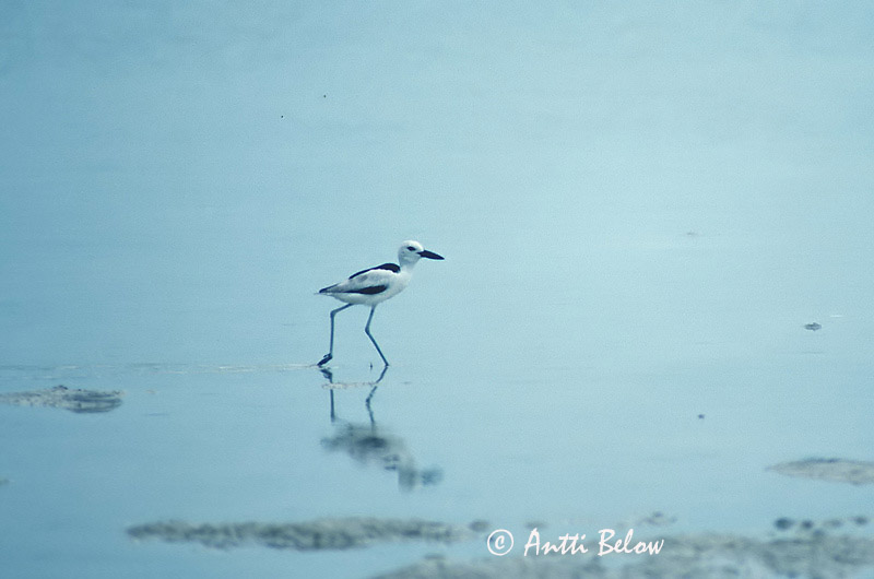 Avainsanat: Krabplevier Crab-plover Drome ardéole Reiherläufer Droma Krabbeeter Dromas ardeola Dromas Hägerpipare Luolakahlaaja