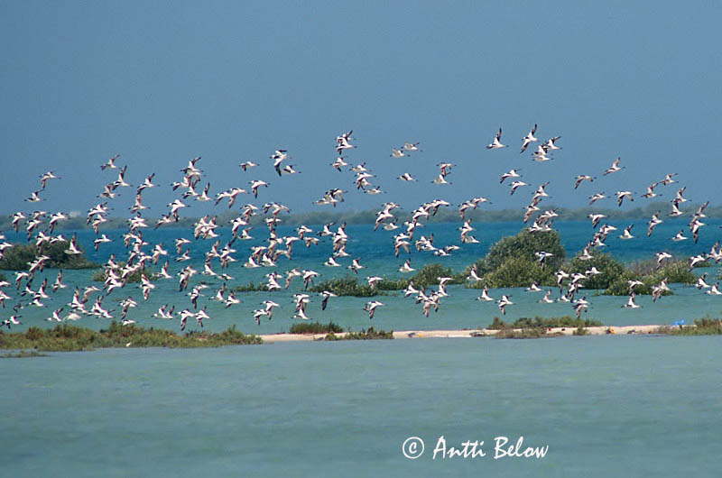 Avainsanat: Krabplevier Crab-plover Drome ardéole Reiherläufer Droma Krabbeeter Dromas ardeola Dromas Hägerpipare Luolakahlaaja