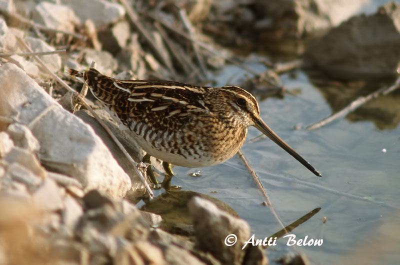 Avainsanat: Becadell comú Dobbeltbekkasin Watersnip Common Snipe Tikutaja Taivaanvuohi Bécassine des marais Bekassine Sárszalonka Hrossagaukur Beccaccino Enkeltbekkasin Narceja-comum Gallinago gallinago Agachadiza Común Enkelbeckasin