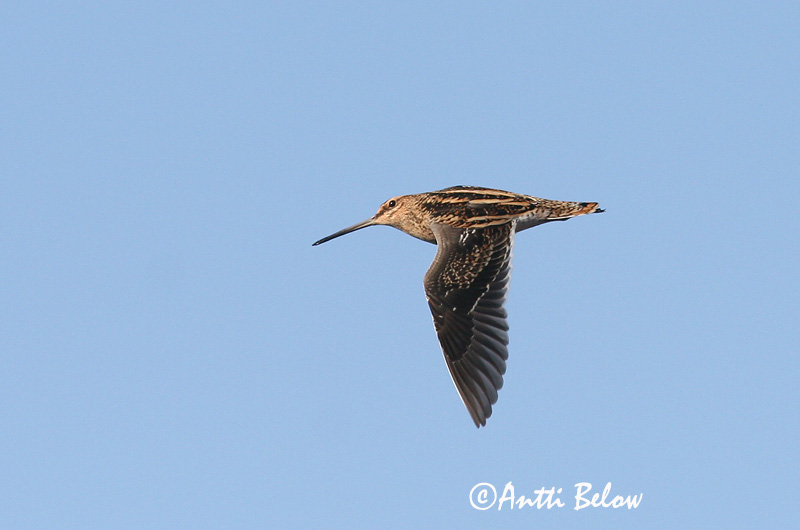 Avainsanat: Becadell comú Dobbeltbekkasin Watersnip Common Snipe Tikutaja Taivaanvuohi Bécassine des marais Bekassine Sárszalonka Hrossagaukur Beccaccino Enkeltbekkasin Narceja-comum Gallinago gallinago Agachadiza Común Enkelbeckasin