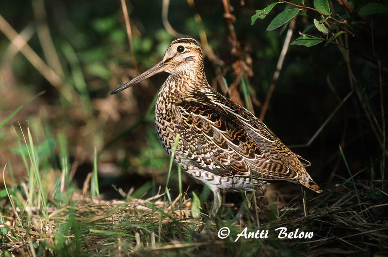Avainsanat: Becadell gros Tredækker Poelsnip Great Snipe Rohunepp Heinäkurppa Bécassine double Doppelschnepfe Nagy sárszalonka Heiðasnípa Croccolone Dobbeltbekkasin Narceja-real Gallinago media Agachadiza Real Dubbelbeckasin