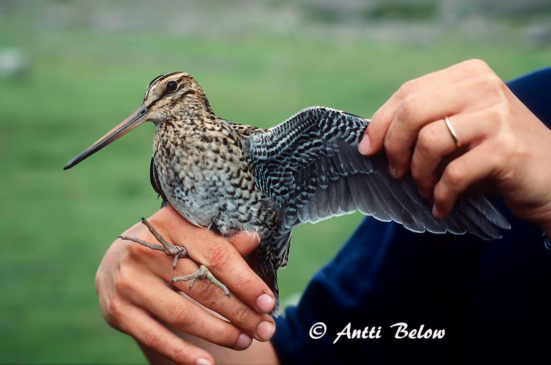 Avainsanat: Becadell gros Tredækker Poelsnip Great Snipe Rohunepp Heinäkurppa Bécassine double Doppelschnepfe Nagy sárszalonka Heiðasnípa Croccolone Dobbeltbekkasin Narceja-real Gallinago media Agachadiza Real Dubbelbeckasin