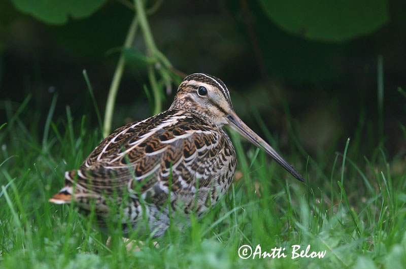 Avainsanat: Becadell gros Tredækker Poelsnip Great Snipe Rohunepp Heinäkurppa Bécassine double Doppelschnepfe Nagy sárszalonka Heiðasnípa Croccolone Dobbeltbekkasin Narceja-real Gallinago media Agachadiza Real Dubbelbeckasin