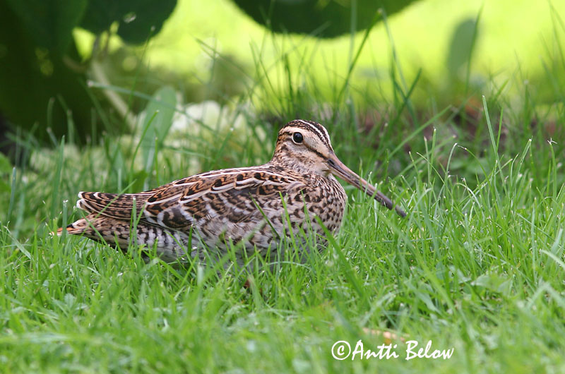 Avainsanat: Becadell gros Tredækker Poelsnip Great Snipe Rohunepp Heinäkurppa Bécassine double Doppelschnepfe Nagy sárszalonka Heiðasnípa Croccolone Dobbeltbekkasin Narceja-real Gallinago media Agachadiza Real Dubbelbeckasin