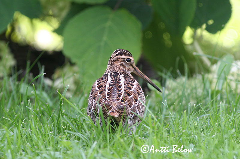 Avainsanat: Becadell gros Tredækker Poelsnip Great Snipe Rohunepp Heinäkurppa Bécassine double Doppelschnepfe Nagy sárszalonka Heiðasnípa Croccolone Dobbeltbekkasin Narceja-real Gallinago media Agachadiza Real Dubbelbeckasin