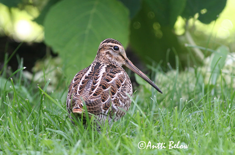 Avainsanat: Becadell gros Tredækker Poelsnip Great Snipe Rohunepp Heinäkurppa Bécassine double Doppelschnepfe Nagy sárszalonka Heiðasnípa Croccolone Dobbeltbekkasin Narceja-real Gallinago media Agachadiza Real Dubbelbeckasin