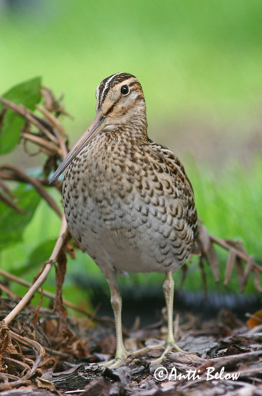 Avainsanat: Becadell gros Tredækker Poelsnip Great Snipe Rohunepp Heinäkurppa Bécassine double Doppelschnepfe Nagy sárszalonka Heiðasnípa Croccolone Dobbeltbekkasin Narceja-real Gallinago media Agachadiza Real Dubbelbeckasin