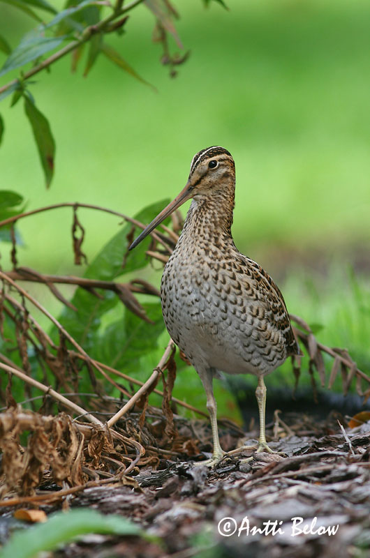 Avainsanat: Becadell gros Tredækker Poelsnip Great Snipe Rohunepp Heinäkurppa Bécassine double Doppelschnepfe Nagy sárszalonka Heiðasnípa Croccolone Dobbeltbekkasin Narceja-real Gallinago media Agachadiza Real Dubbelbeckasin