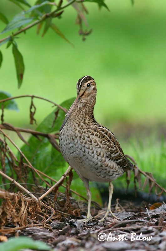 Avainsanat: Becadell gros Tredækker Poelsnip Great Snipe Rohunepp Heinäkurppa Bécassine double Doppelschnepfe Nagy sárszalonka Heiðasnípa Croccolone Dobbeltbekkasin Narceja-real Gallinago media Agachadiza Real Dubbelbeckasin
